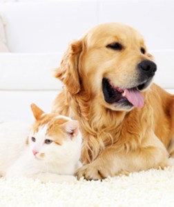 selling home with pets